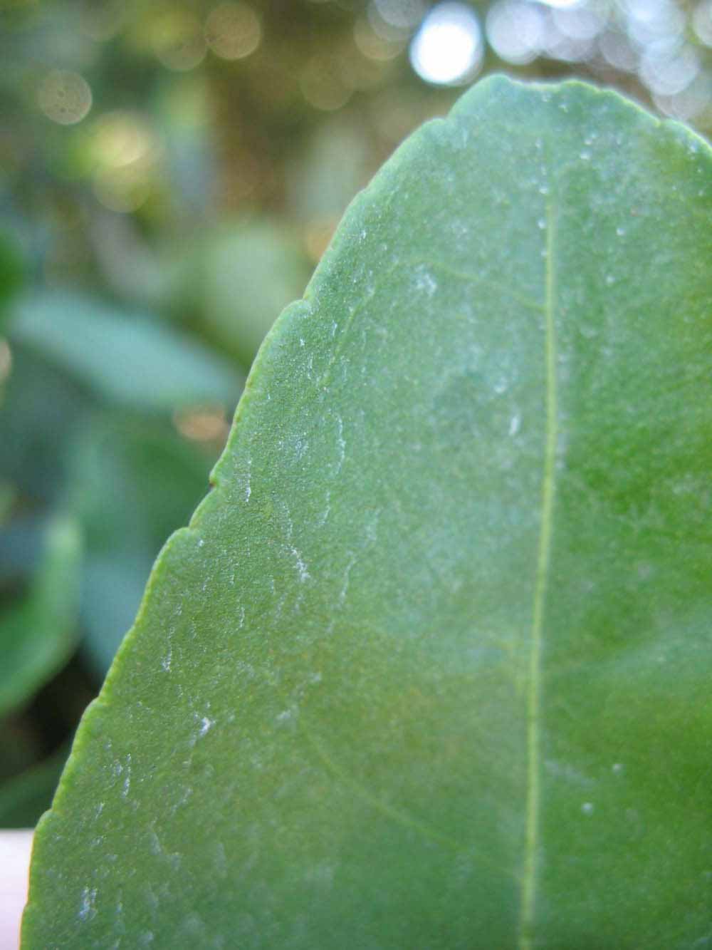              Margin (Winter Haven, FL)       